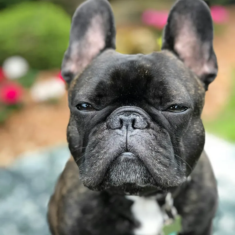 Welcome to The Frenchies Files