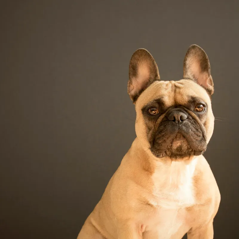 Feeding Your French Bulldog: A Complete Guide