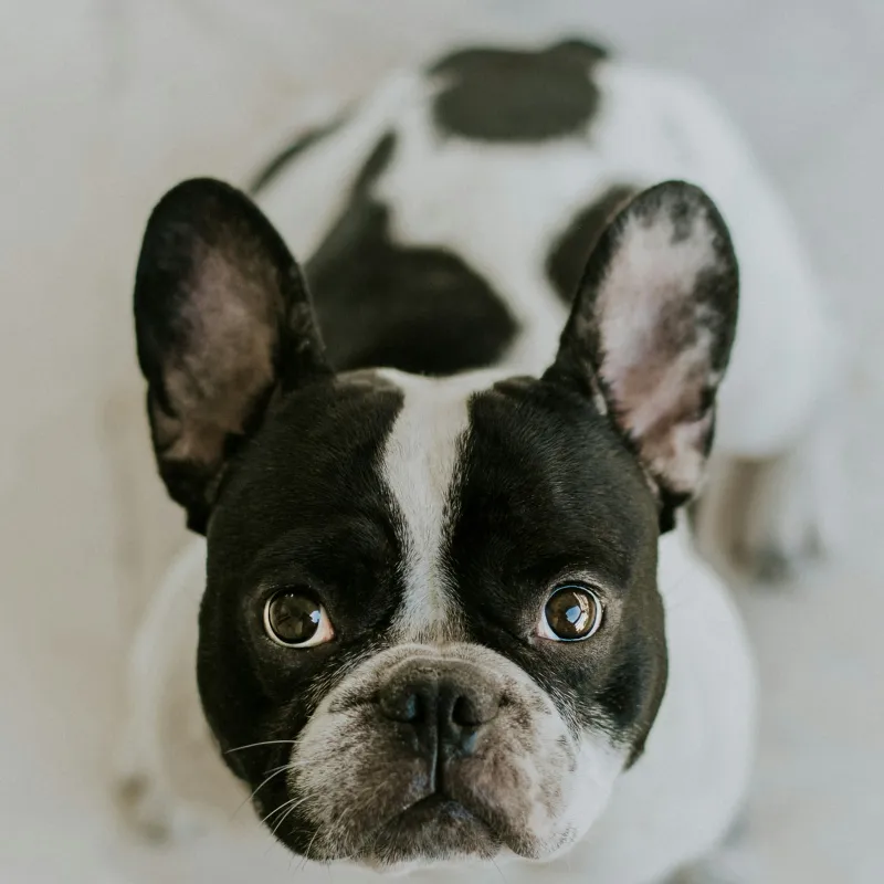 Top 5 Health Conditions Every Frenchie Owner Should Know