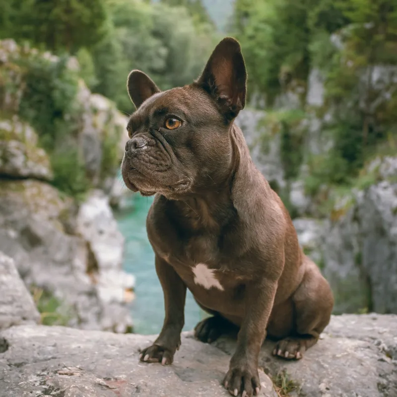 How Much Exercise Does a French Bulldog Really Need?