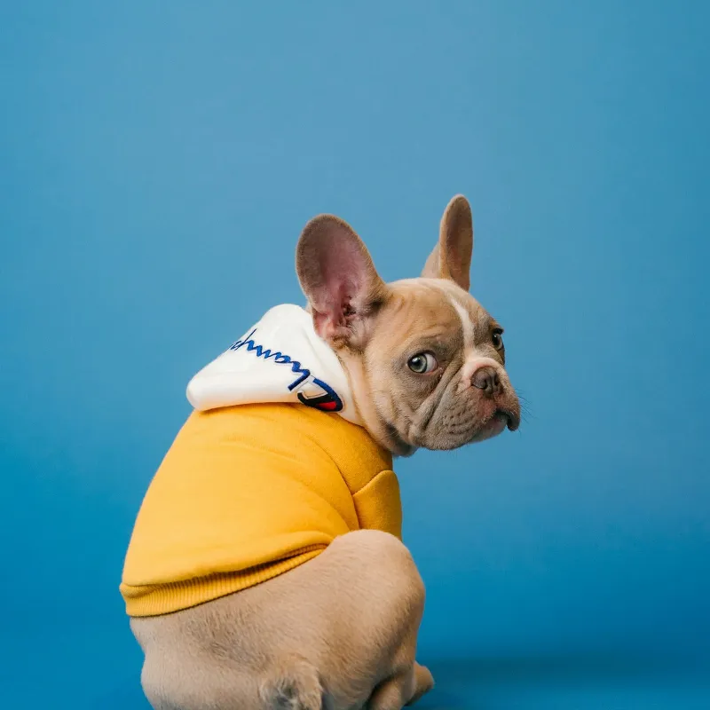 Crate Training Your Frenchie Puppy: A Two-Week Plan