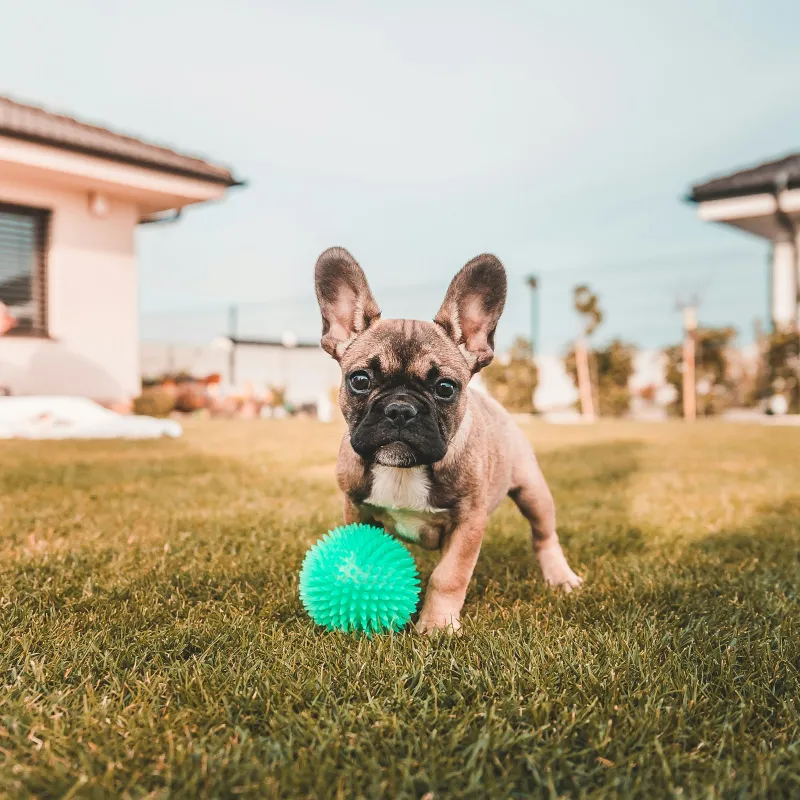 The Best Toys for French Bulldogs (And the Ones to Avoid)