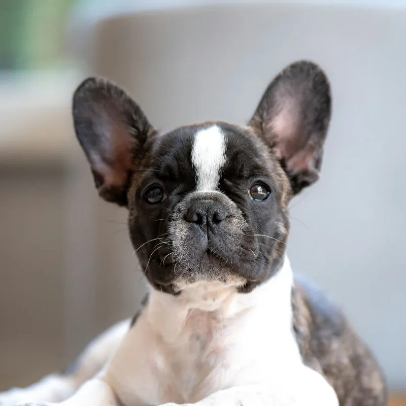 Summer Heat and Your Frenchie: Staying Safe Above 25°C