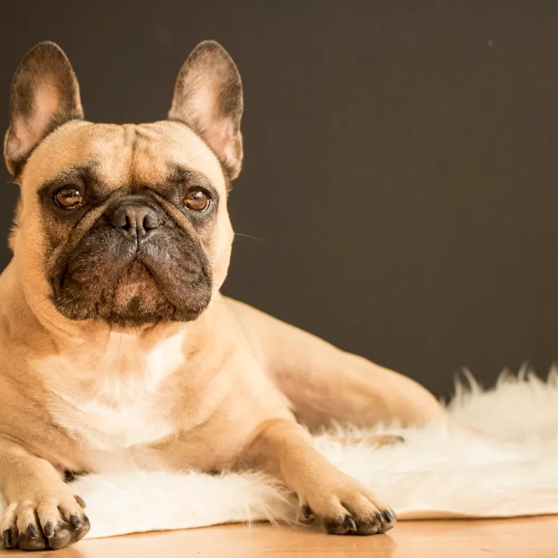Why French Bulldogs Snore (And When to Worry)
