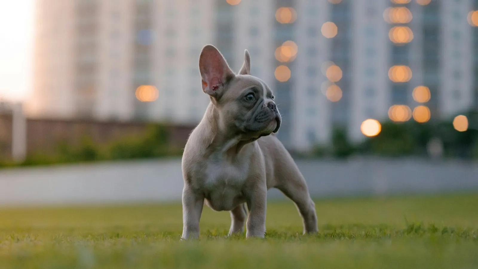 Choosing the Right Harness for Your French Bulldog
